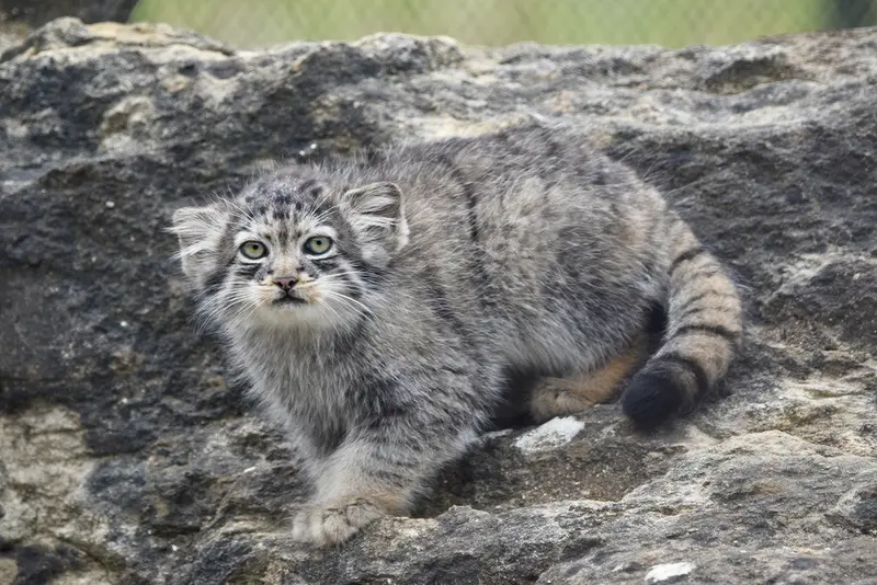 A photograph of a Pallas's cat in Port Lympne Wild Animal Park