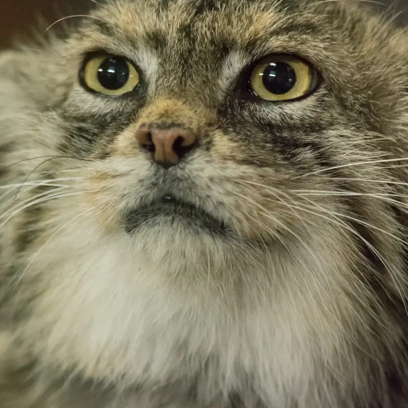A photograph of Primula in Ueno Zoological Gardens