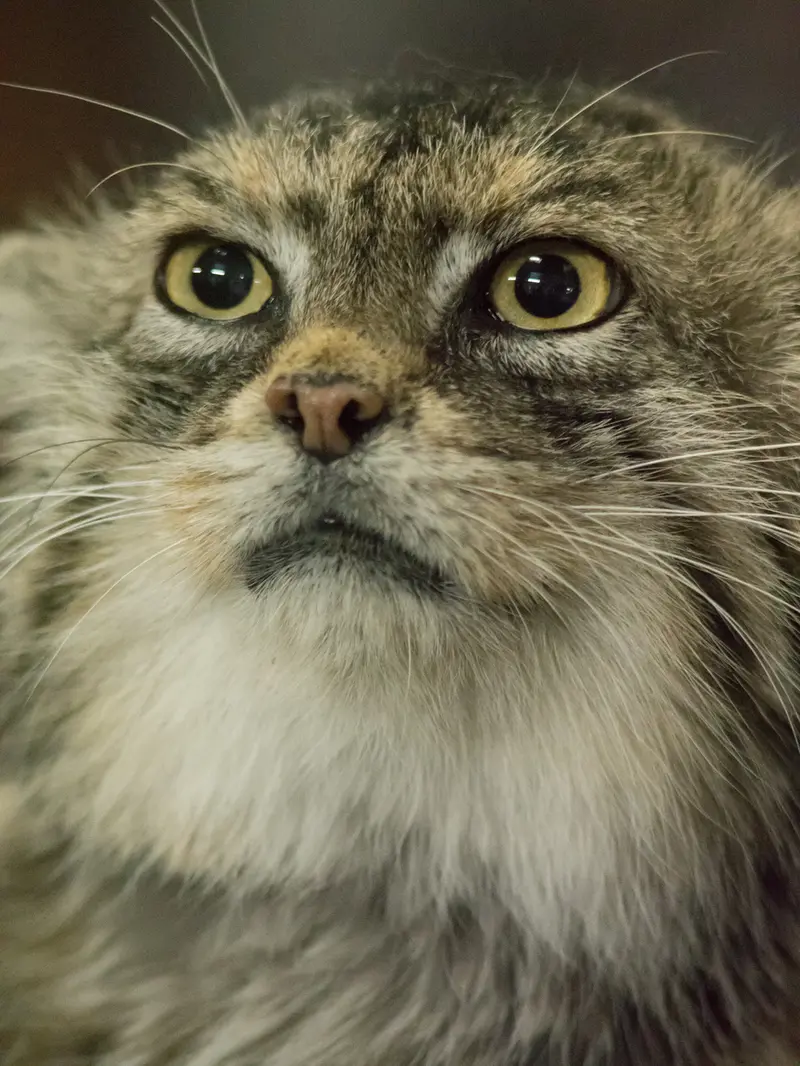 A photograph of Primula in Ueno Zoological Gardens
