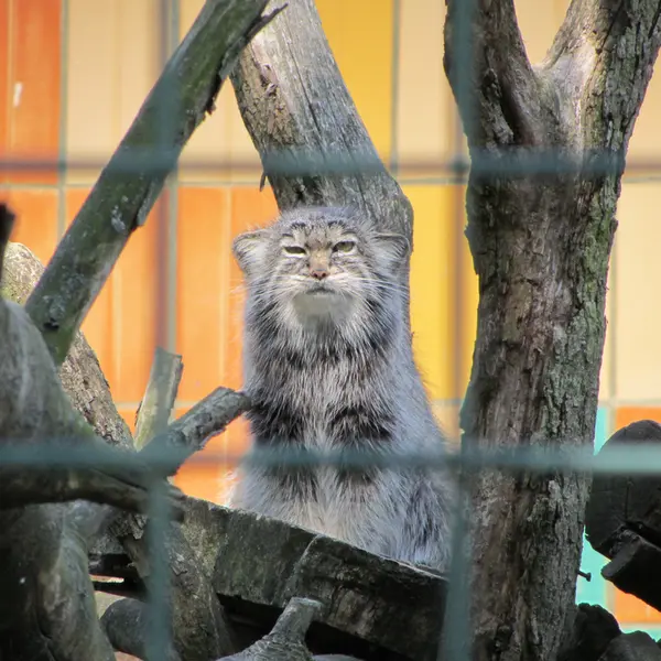 A photograph of a Pallas's cat in Tierpark Berlin