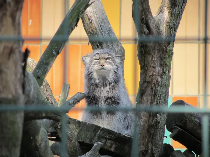 A photograph of a Pallas's cat in Tierpark Berlin
