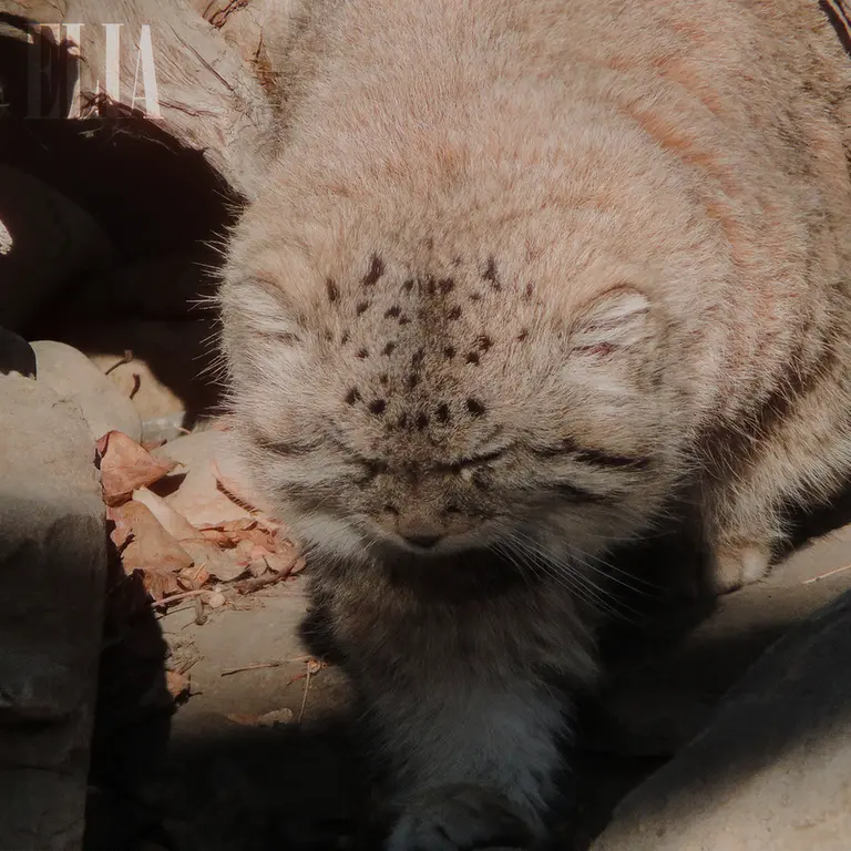 A photograph of Olaf in Calgary Zoo / Wilder Institute