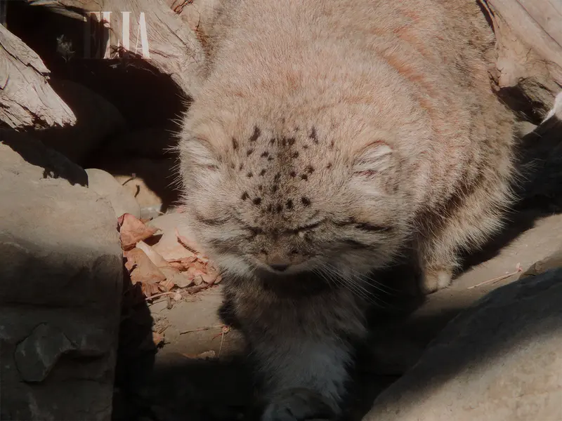 A photograph of Olaf in Calgary Zoo / Wilder Institute