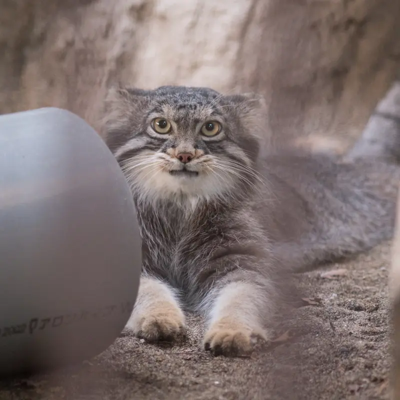 A photograph of Figa in Nogeyama Zoo