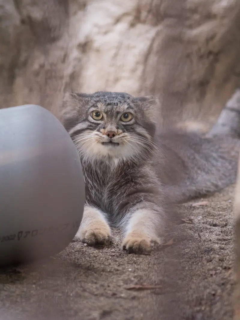 A photograph of Figa in Nogeyama Zoo