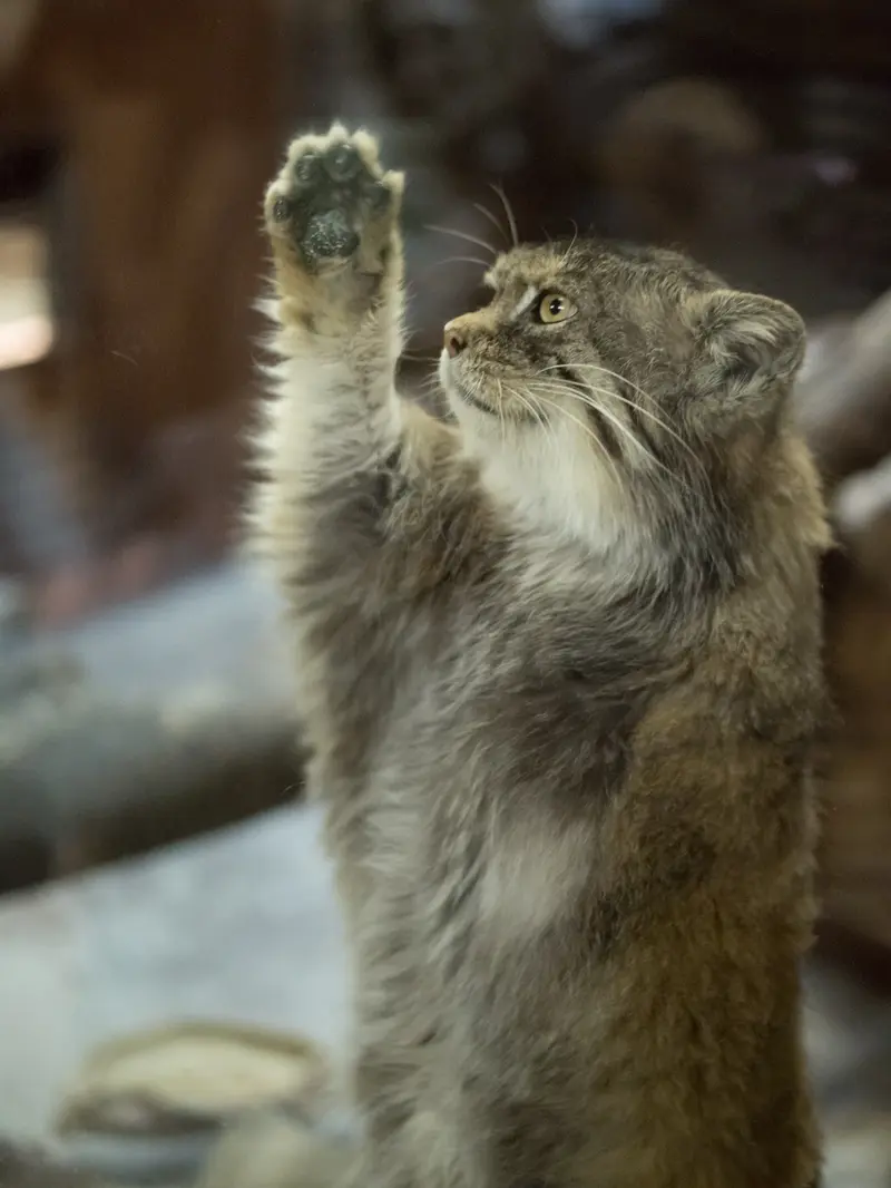 A photograph of Primula in Ueno Zoological Gardens