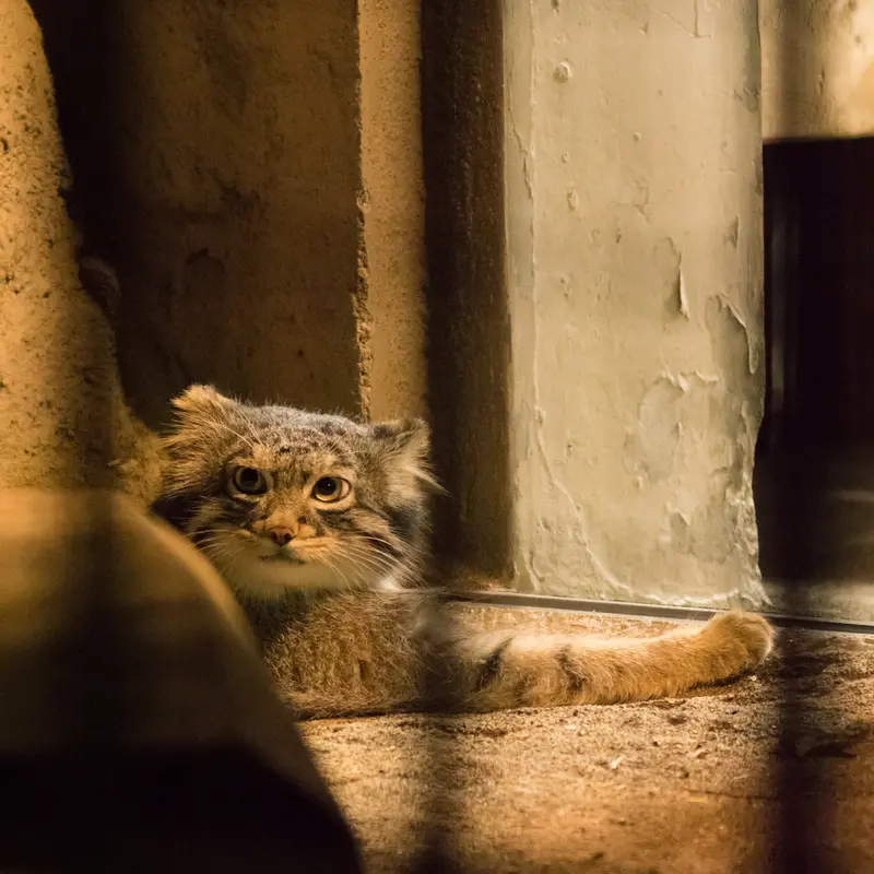 A photograph of Figa in Nogeyama Zoo