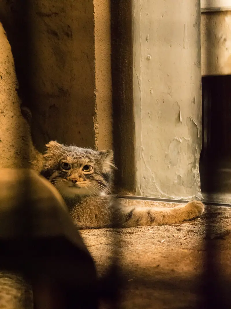 A photograph of Figa in Nogeyama Zoo