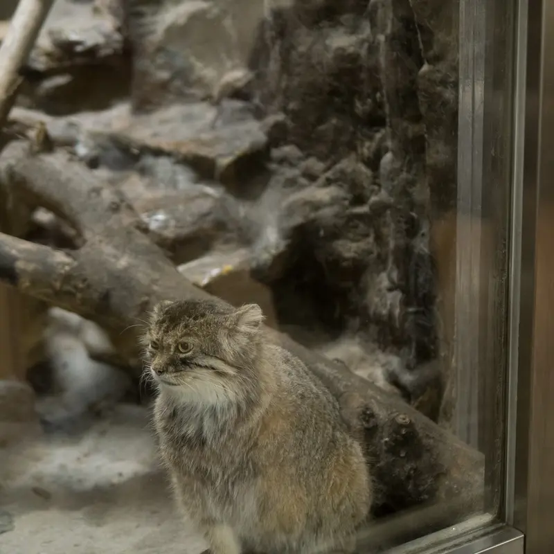 A photograph of Primula in Ueno Zoological Gardens