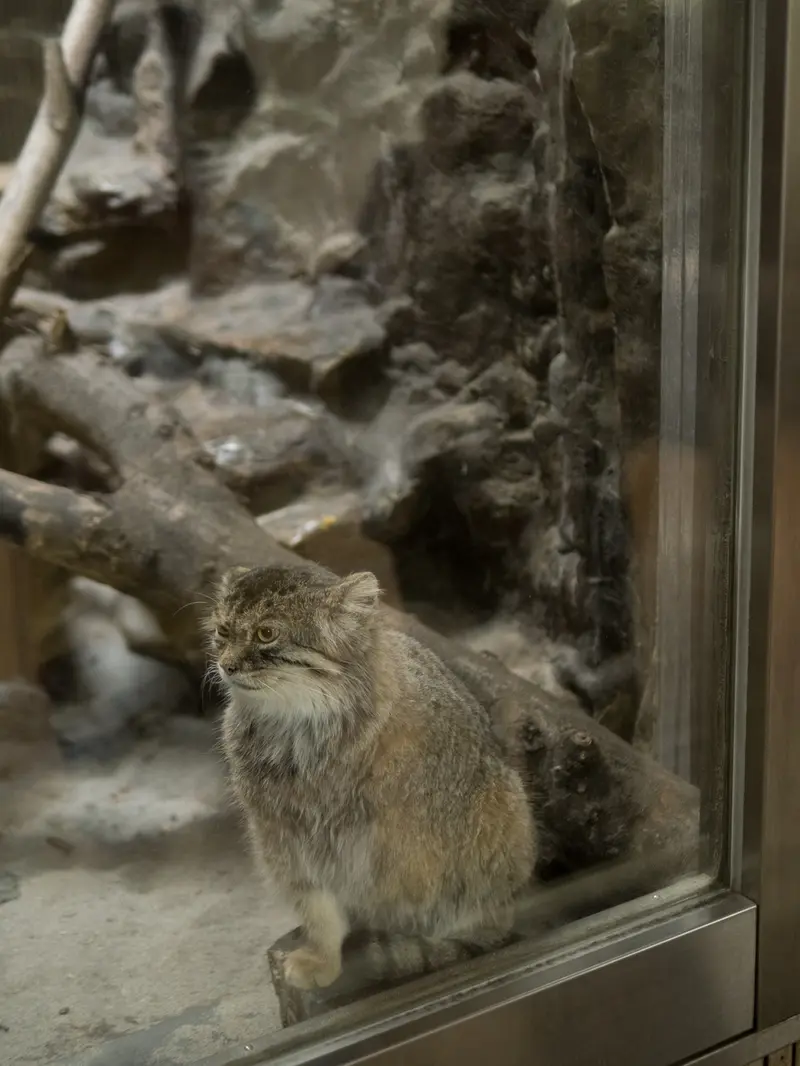 A photograph of Primula in Ueno Zoological Gardens