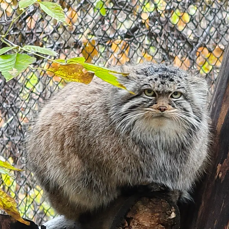 A photograph of Zosya in Novosibirsk Zoo