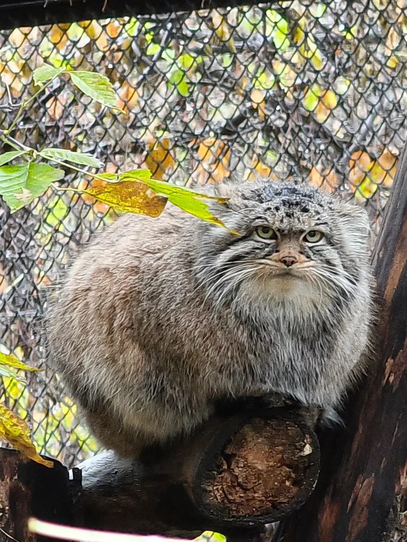 A photograph of Zosya in Novosibirsk Zoo