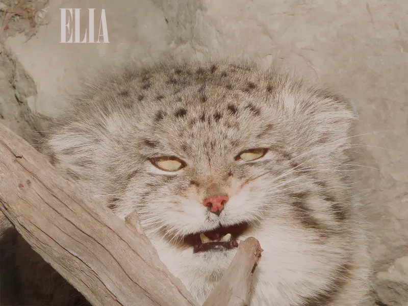 A photograph of Olaf in Calgary Zoo / Wilder Institute