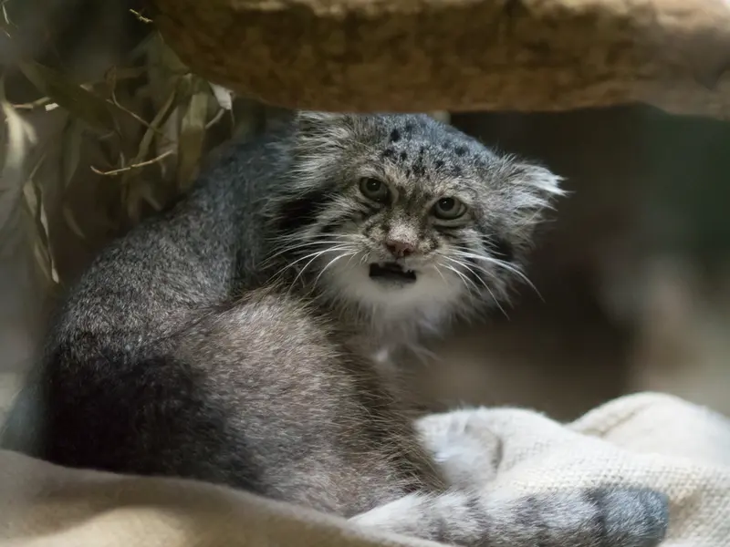 A photograph of Klyon in Ueno Zoological Gardens