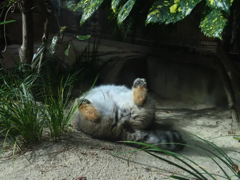 A photograph of a Pallas's cat