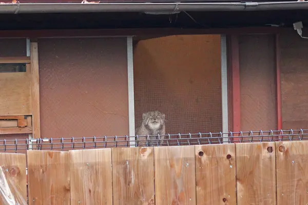 A photograph of Sebastian in Saitama Children's Zoo