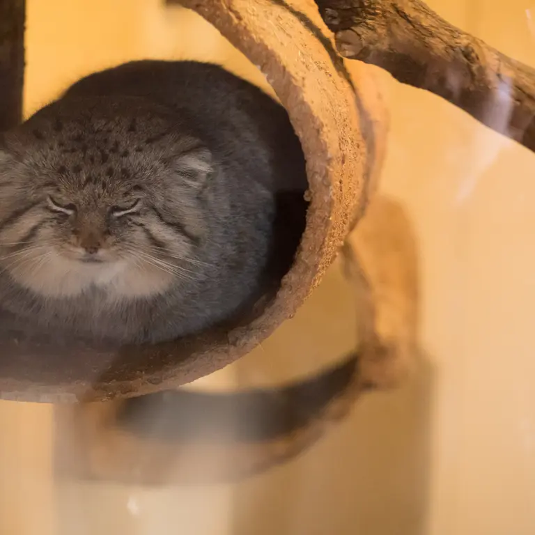 A photograph of Lotos in Saitama Children's Zoo