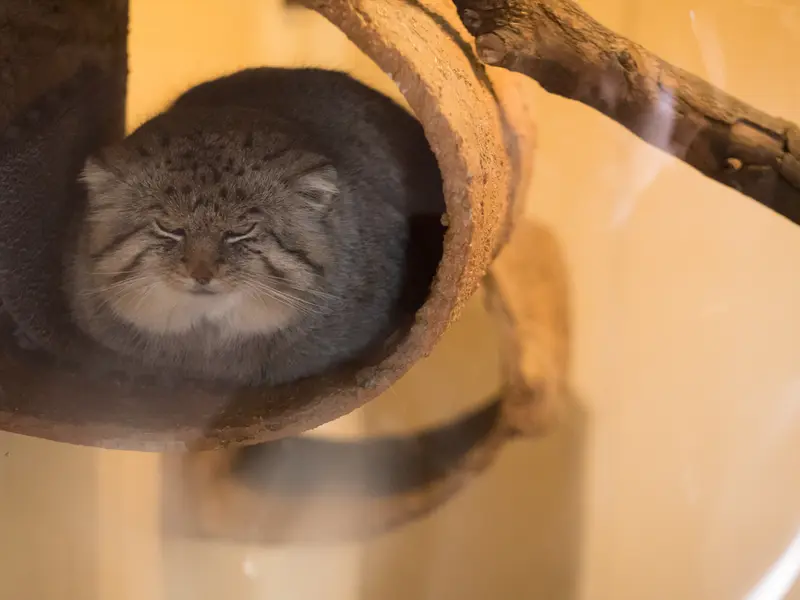 A photograph of Lotos in Saitama Children's Zoo