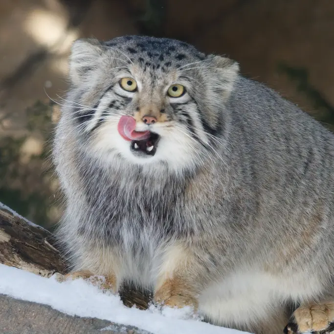 A photograph of Nagomu in Nasu Animal Kingdom