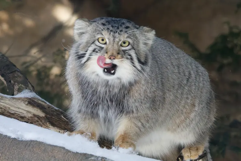 A photograph of Nagomu in Nasu Animal Kingdom
