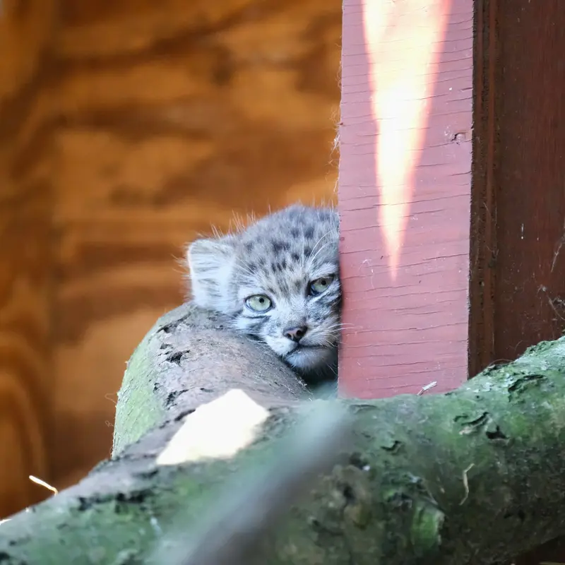 A photograph of a Pallas's cat
