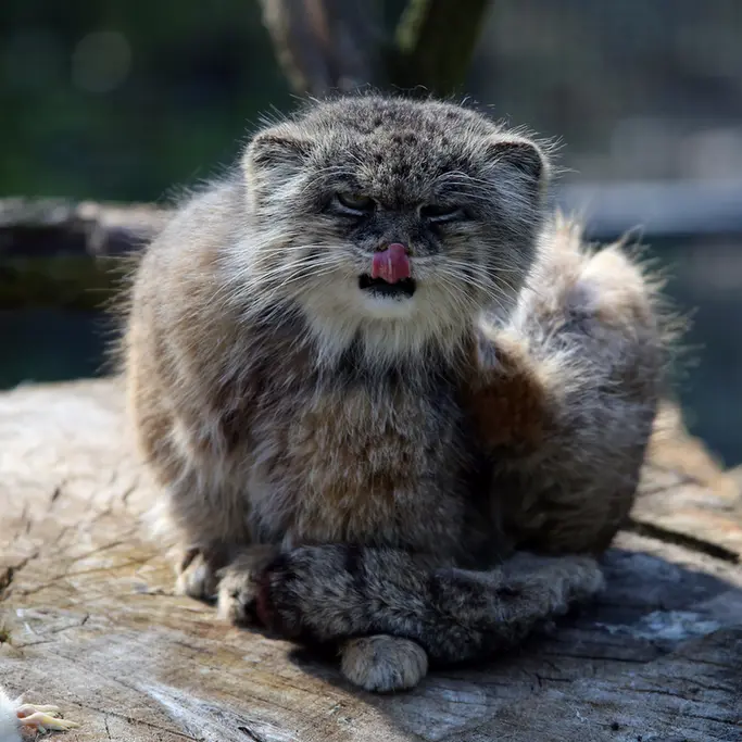 A photograph of Pazzo in Łódź Zoo