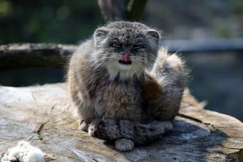 A photograph of Pazzo in Łódź Zoo