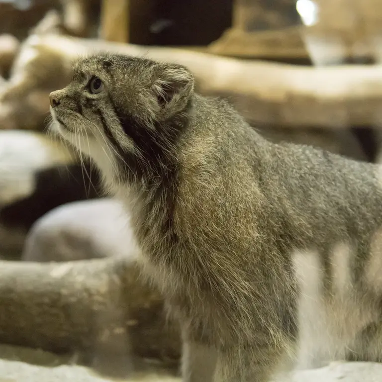 A photograph of Klyon in Ueno Zoological Gardens