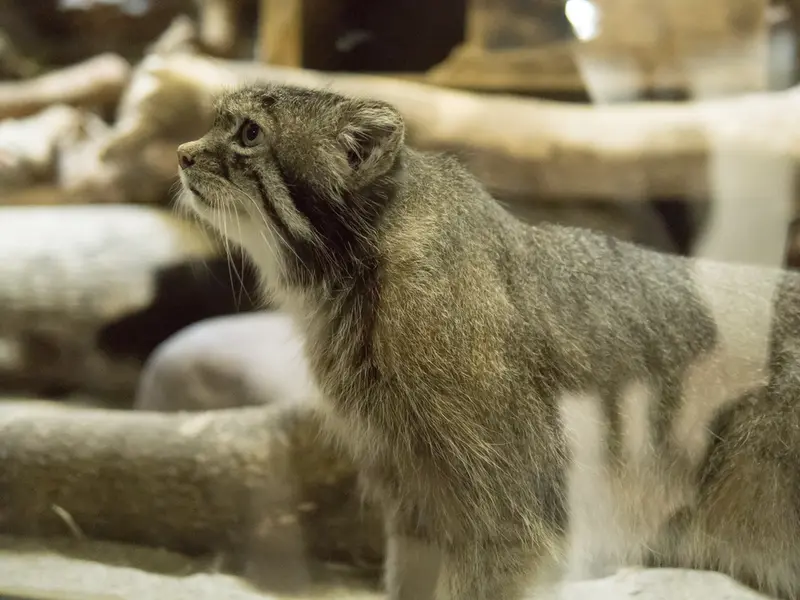 A photograph of Klyon in Ueno Zoological Gardens
