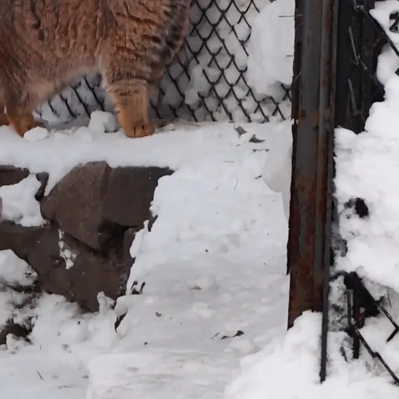 A photograph of a Pallas's cat in Novosibirsk Zoo