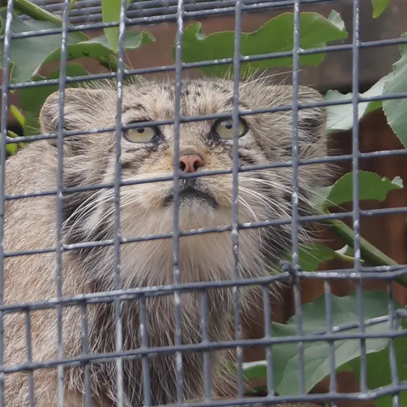 A photograph of Pepe in Leningrad zoo