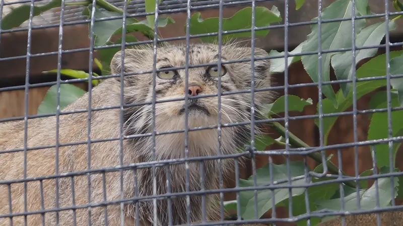 A photograph of Pepe in Leningrad zoo