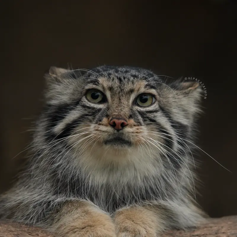 A photograph of Az in Kobe Animal Kingdom