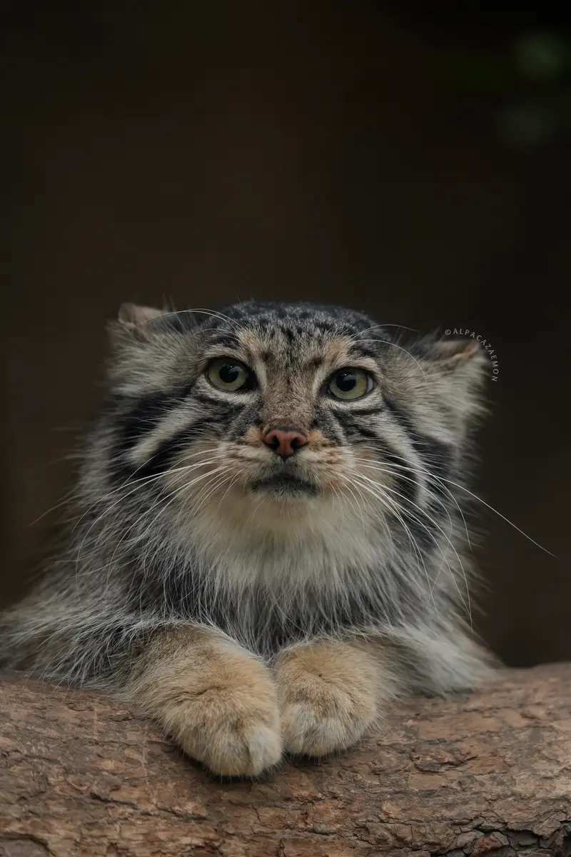 A photograph of Az in Kobe Animal Kingdom
