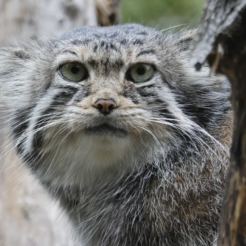 A photograph of Eve in Novosibirsk Zoo