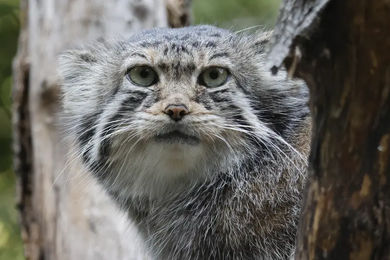 A photograph of Eve in Novosibirsk Zoo