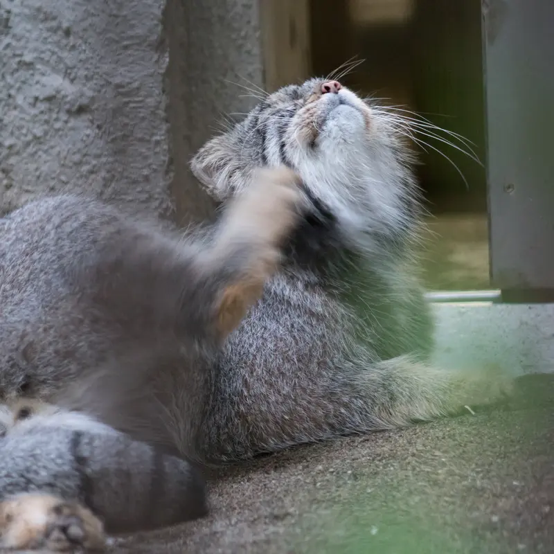 A photograph of Figa in Nogeyama Zoo