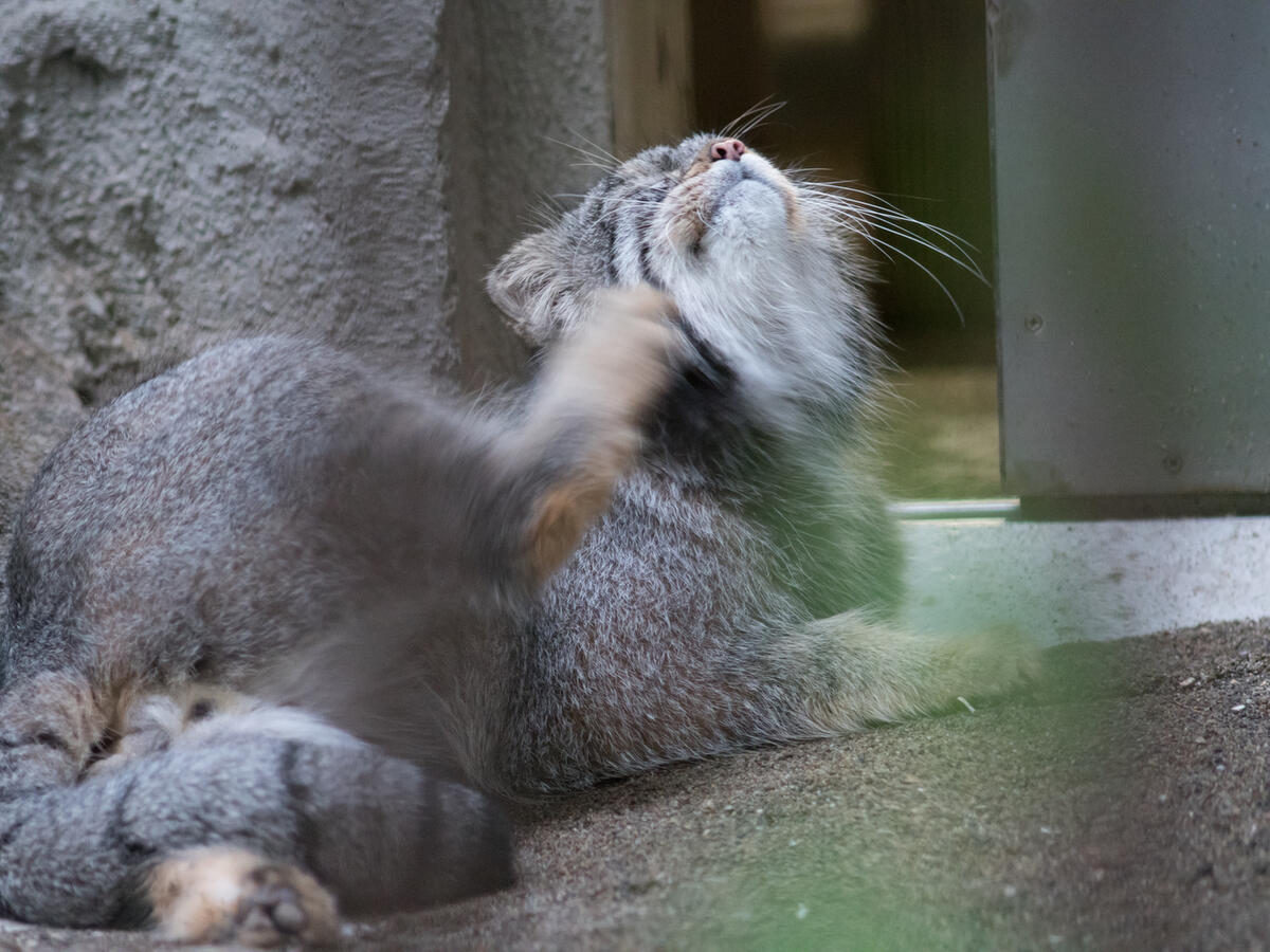 A Photograph Of Figa In Nogeyama Zoo Manulization Pallas s Cats a-photograph-of-figa-in-nogeyama-zoo-manulization-pallas-s-cats