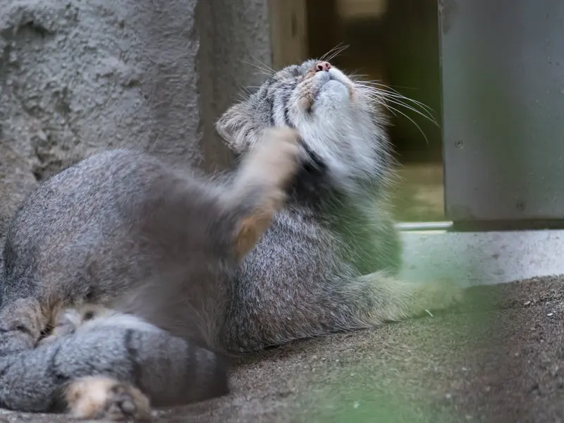 A photograph of Figa in Nogeyama Zoo