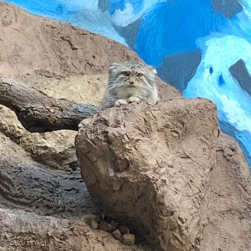 A photograph of Mischa in Birmingham Zoo