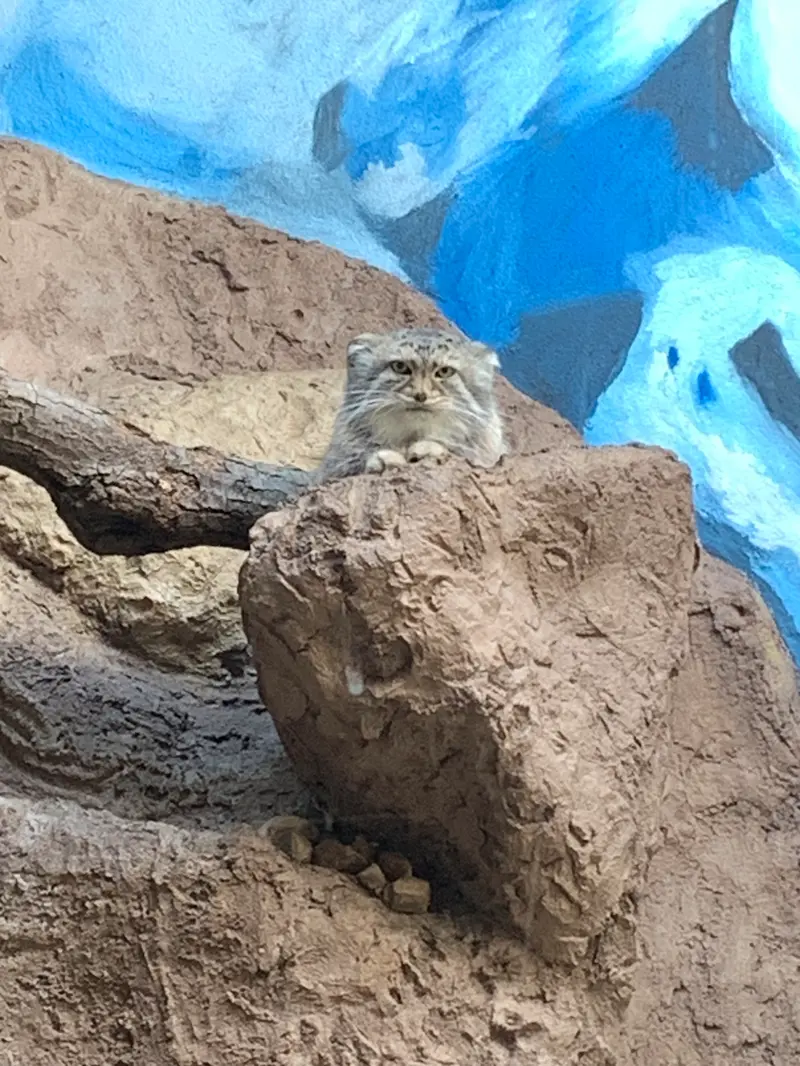 A photograph of Mischa in Birmingham Zoo