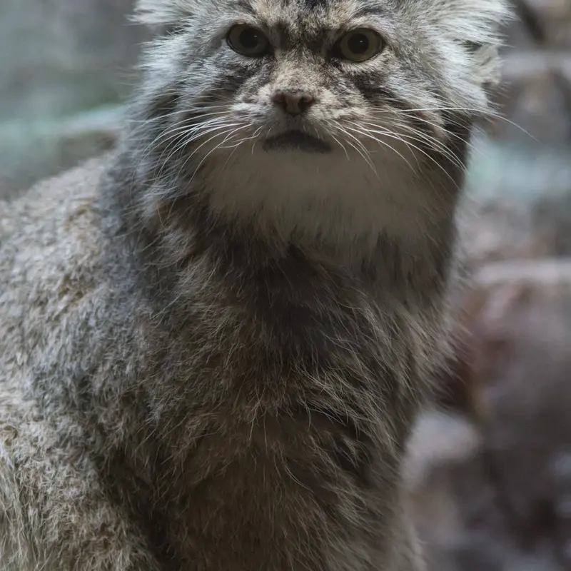 A photograph of Primula in Ueno Zoological Gardens