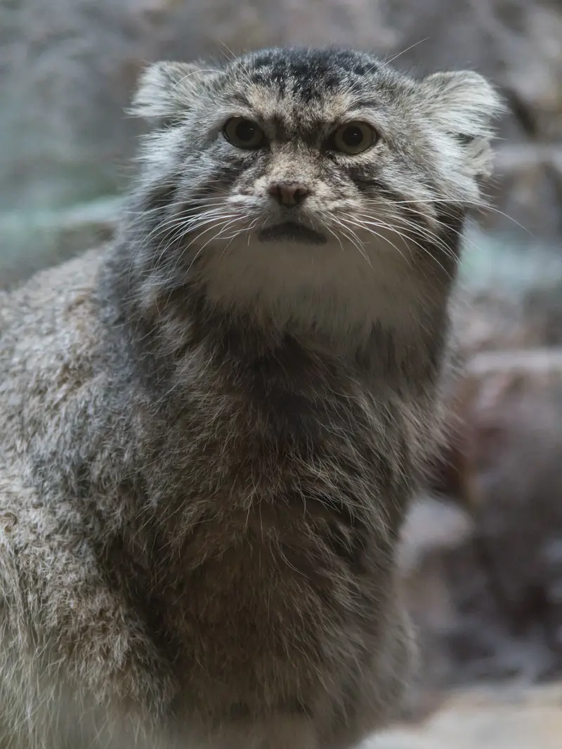 A photograph of Primula in Ueno Zoological Gardens