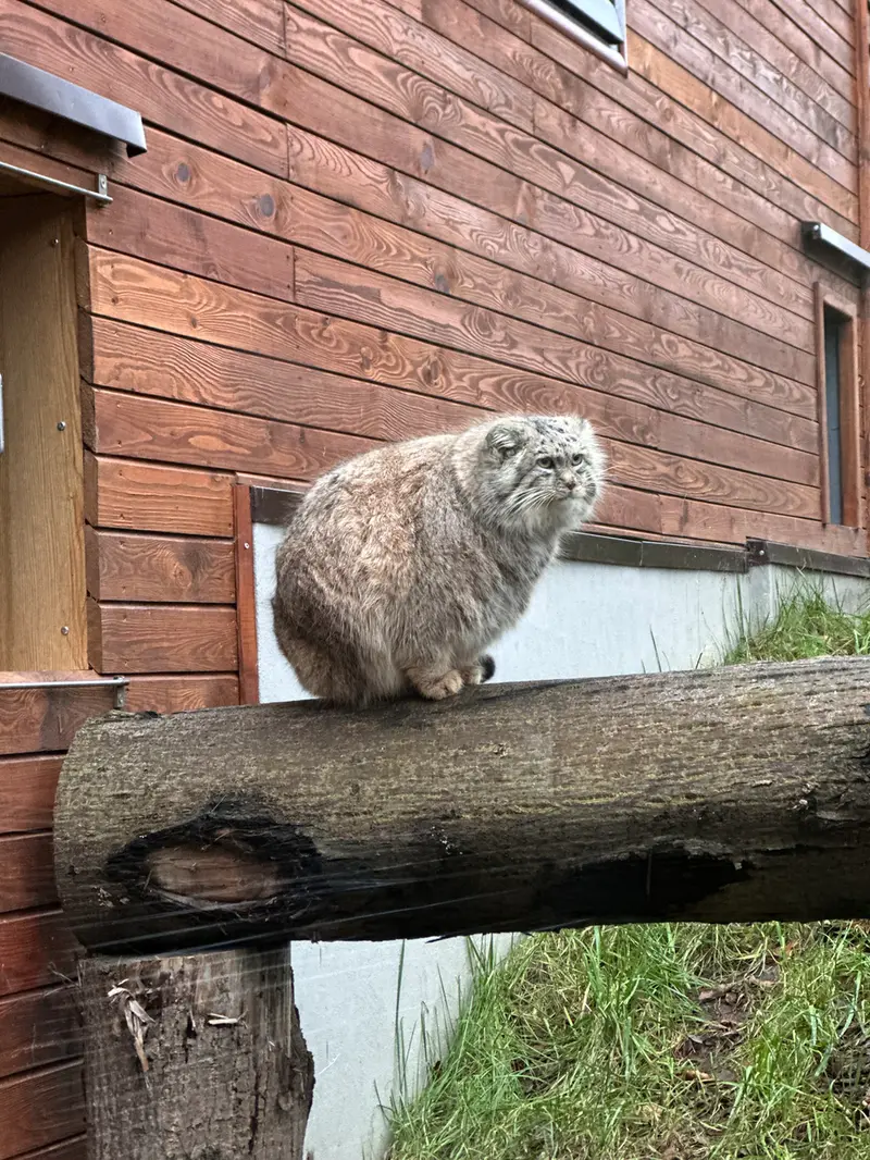 A photograph of a Pallas's cat in Gdansk Zoo