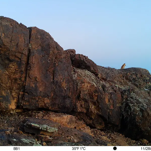 A photograph of Red fox from Aktas-Kunkora camera trap