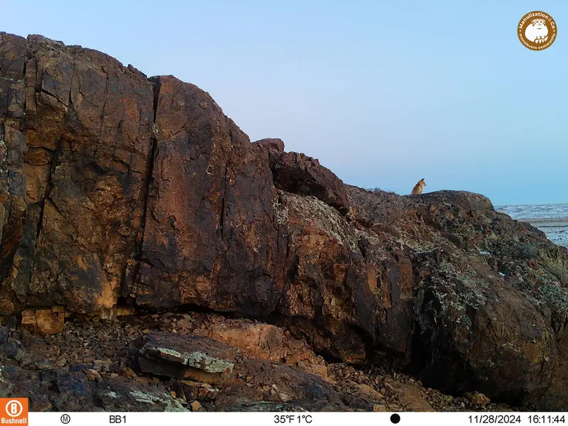 A photograph of Red fox from Aktas-Kunkora camera trap