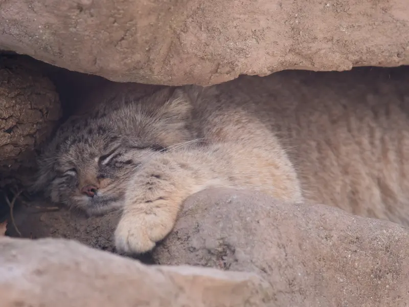 A photograph of Lotos in Saitama Children's Zoo