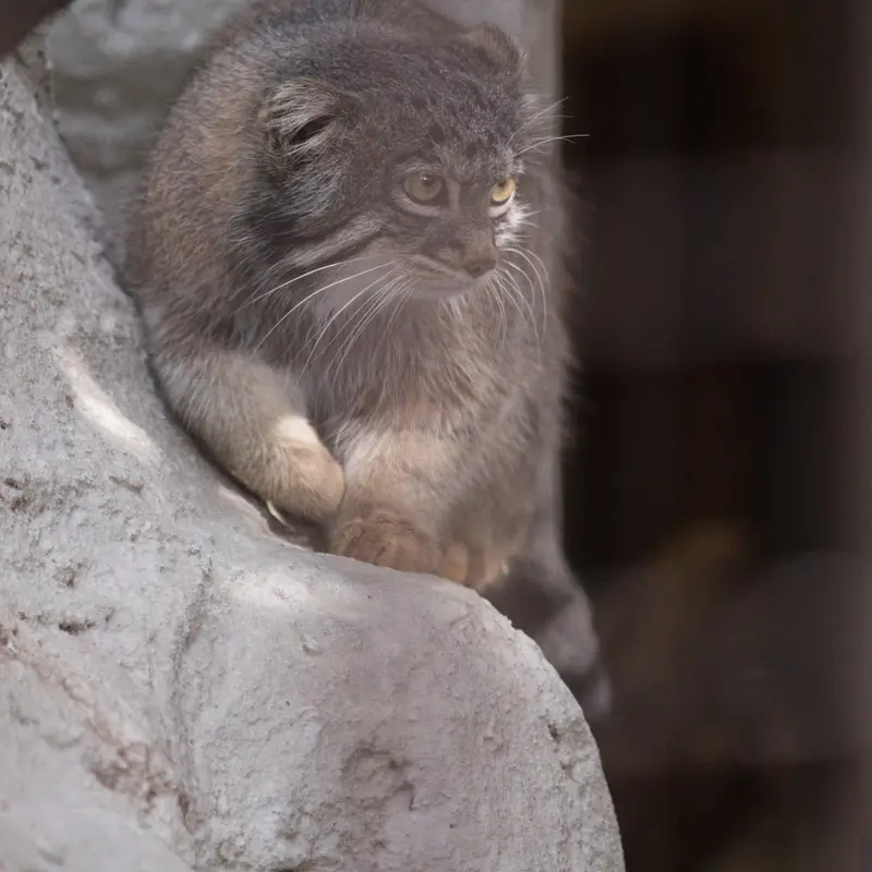 A photograph of Figa in Nogeyama Zoo