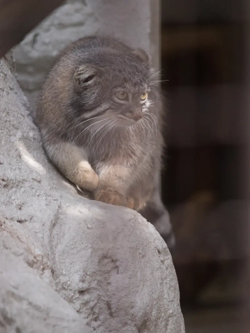 A photograph of Figa in Nogeyama Zoo