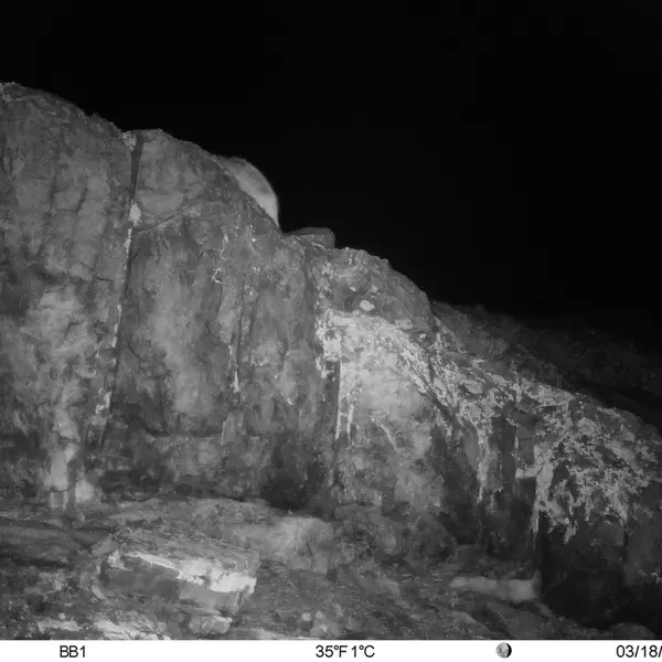 A photograph of Otocolobus manul manul from Aktas-Kunkora [new] camera trap